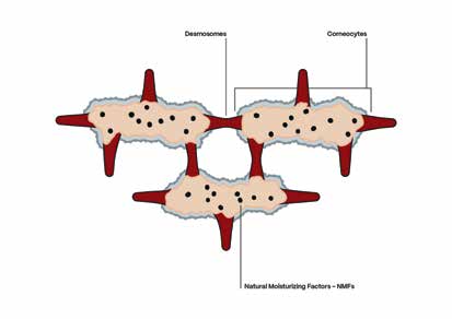 sc-95-p60-61-omniderm-v2