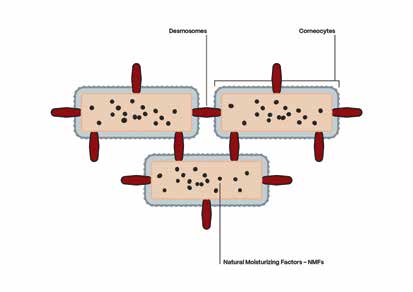 sc-95-p60-61-omniderm-v25